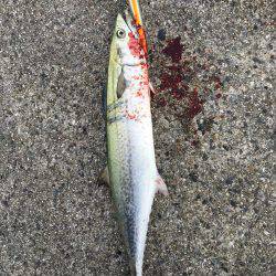 松村渡船でポーアイ沖堤防