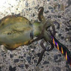 午前零時からの釣果です(^o^)