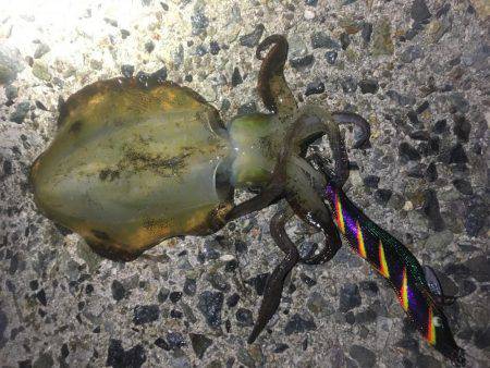 午前零時からの釣果です(^o^)