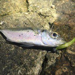 意外とシブかった(･･;)