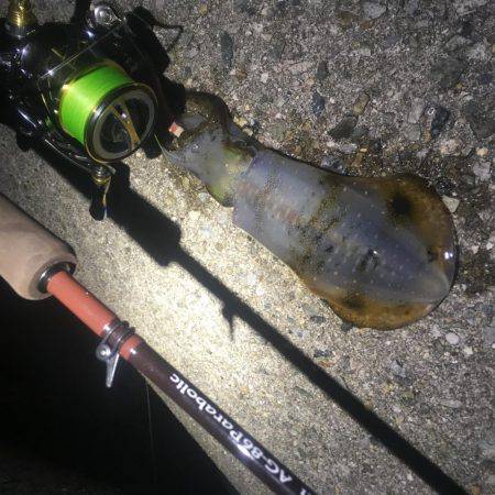 順調に育ってます❗️