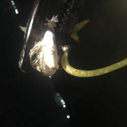 深夜からのアジング❗️