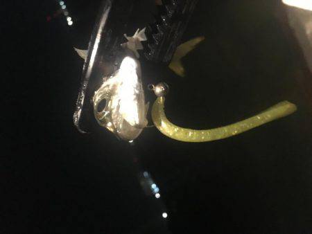 深夜からのアジング❗️