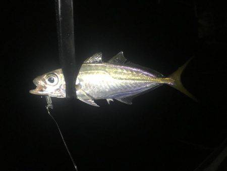 安定のアジング+@