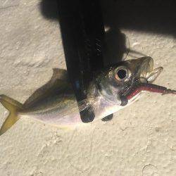 爆風アジング❗️