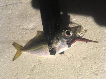 爆風アジング❗️