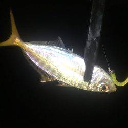 ここでもアジング❗️