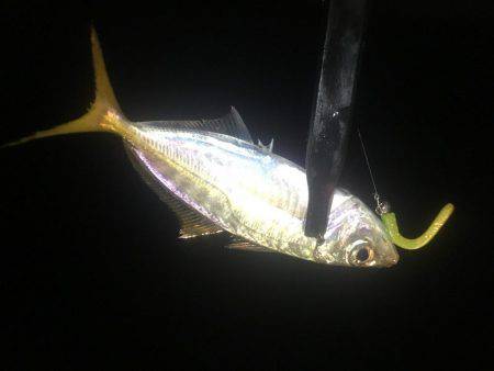 ここでもアジング❗️