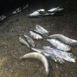 サビキ＆アジング