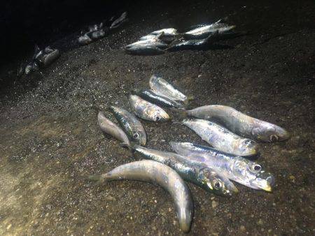 サビキ＆アジング