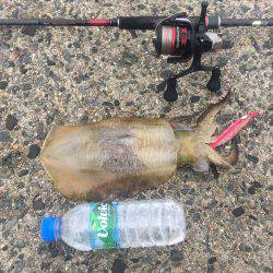 デイエギング最高❗️