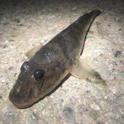 Can\’t stop 鯵ング❗️