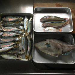 さすが大潮。サビキで大物。