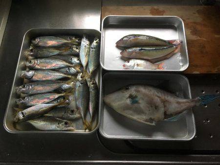 さすが大潮。サビキで大物。