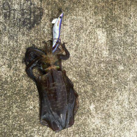 エギング&ワインド