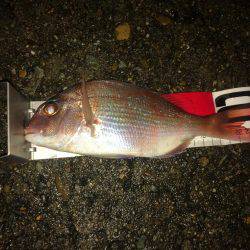 チャリコで平磯カゴデビュー