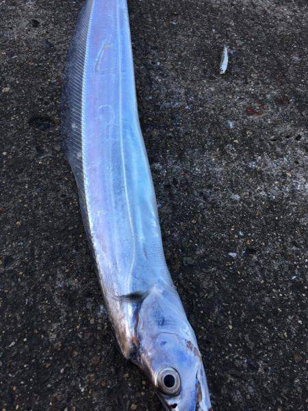 朝まずめ☆太刀魚