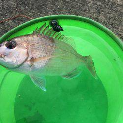 シラサカゴ万歳