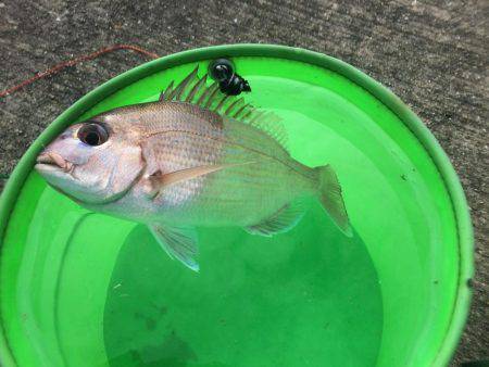 シラサカゴ万歳