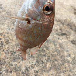 久々のエサ釣り