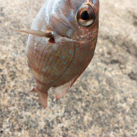 久々のエサ釣り