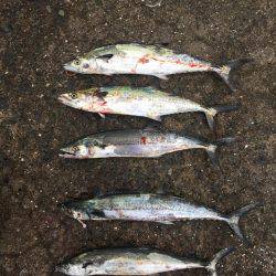 サゴシ好調キープ!