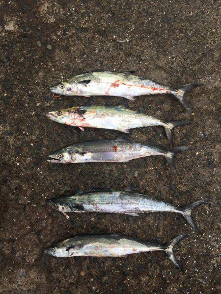 サゴシ好調キープ!