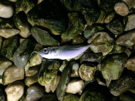 アジング好調！