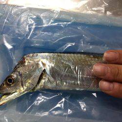 渋い日が続きますが頑張ってます