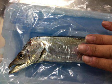 渋い日が続きますが頑張ってます