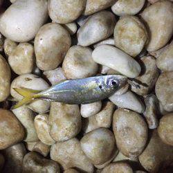 アジング好調キープ！