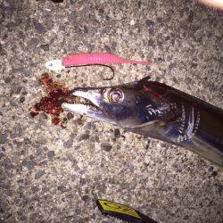 ドラゴンまではいきませんでしたが