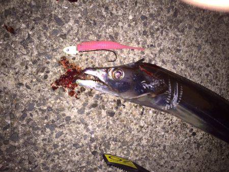 ドラゴンまではいきませんでしたが