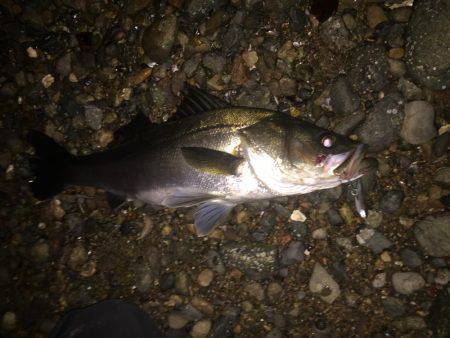 シーバス高活性！