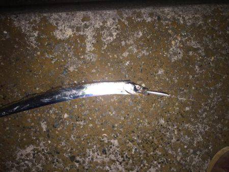 タチウオ爆釣！