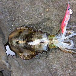 久しぶりに連チャン