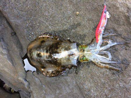 久しぶりに連チャン