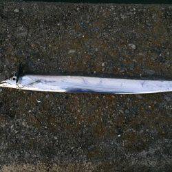 ランカー捕獲！