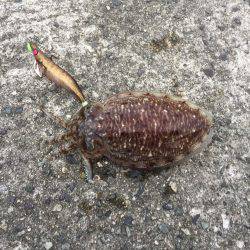 夕方コウイカ釣行