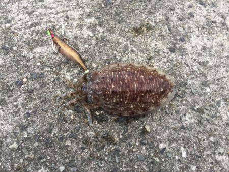 夕方コウイカ釣行