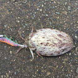 朝まづめコウイカ釣行①