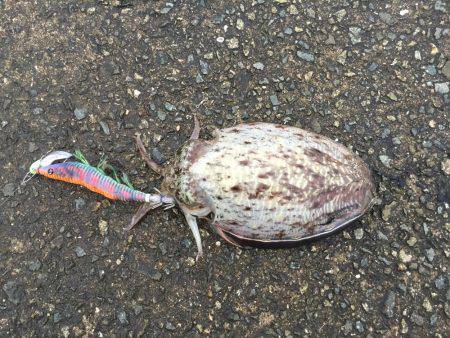 朝まづめコウイカ釣行①