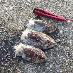 コウイカ朝まづめ釣行②