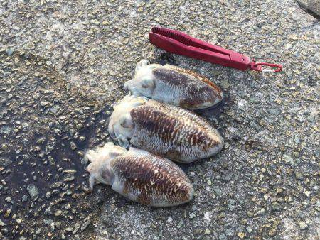 コウイカ朝まづめ釣行②