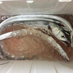 夕まづめショアジギング