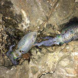 今期一番…渋い