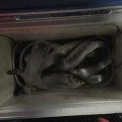 初めてのワインド釣り