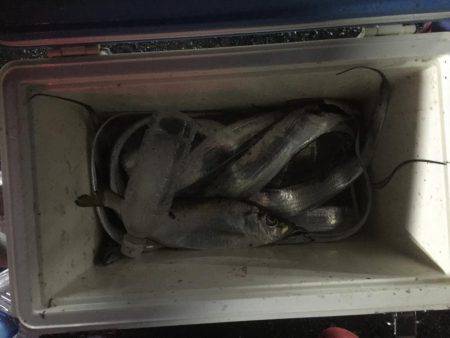 初めてのワインド釣り