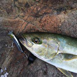 磯トップゲーム