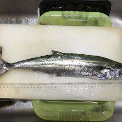 ショアジギング